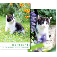 Notecards: Grey & White Kittens - Blank