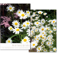 Notecards: Daisies and Black Elder